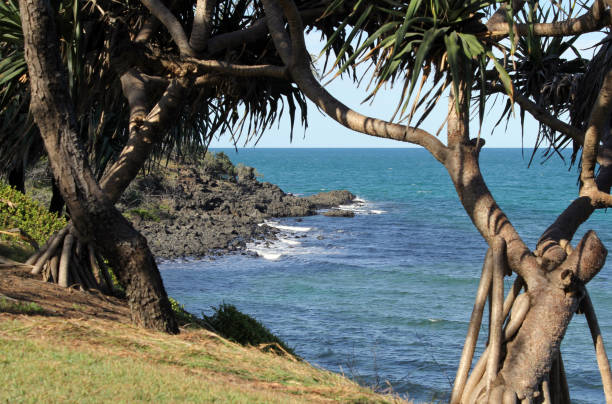 ozean- und pandanusbäume bei elliott heads in queensland, australien - screwpine stock-fotos und bilder