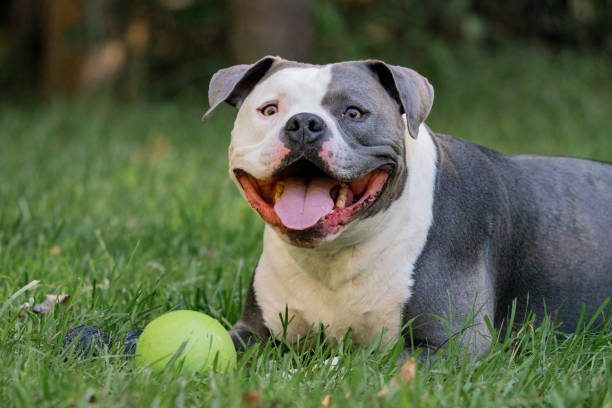 Bishop the American Bully Daxline Pocket American Bully american bully dog stock pictures, royalty-free photos & images