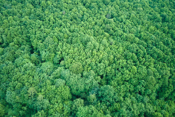 vue aérienne plate de haut en bas d’une forêt luxuriante sombre avec des auvents d’arbres verts en été - forest aerial view taiga treetop photos et images de collection