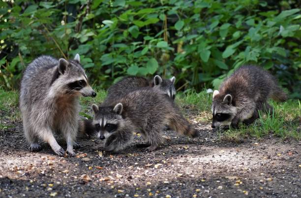 istock Raccoon Family 1455359816