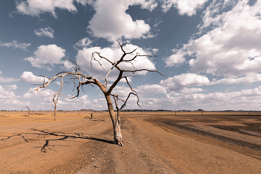 Dead tree with cloudy sky in Hardap, Namibia, Africa in Hardap, Hardap Region, Namibia