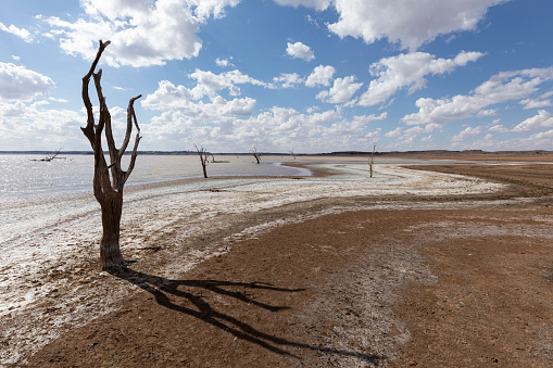 Dead trees with cloudy sky in Hardap region, Namibia in Hardap, Hardap Region, Namibia