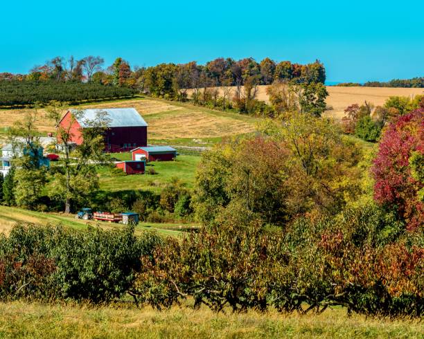 istock Farmhouses surrounded by greenery on a sunny day 1455365244