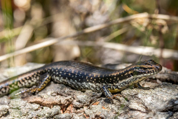 istock Yellow-bellied Water Skink 1455365286