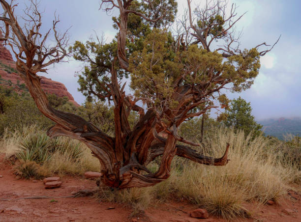 istock Juniper in Sedona, Arizona after a winter rain 1455366514
