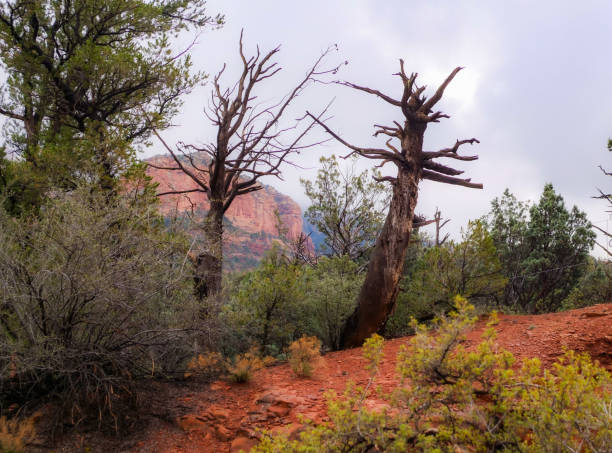 Sedona, Arizona after a winter rain.  Hazy day with low clouds on the red rock mountains