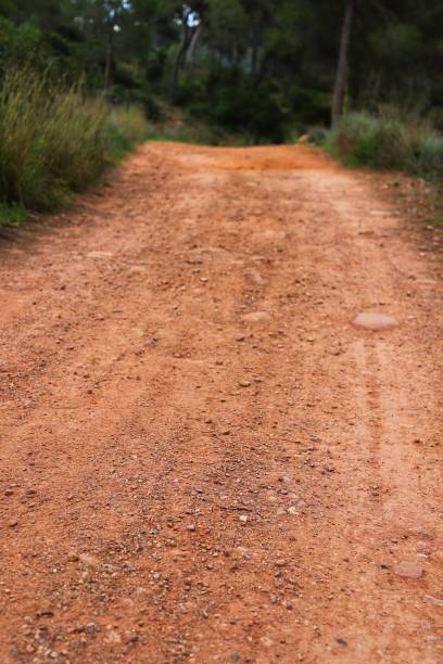 istock reddish pine roots on country road 1455367224