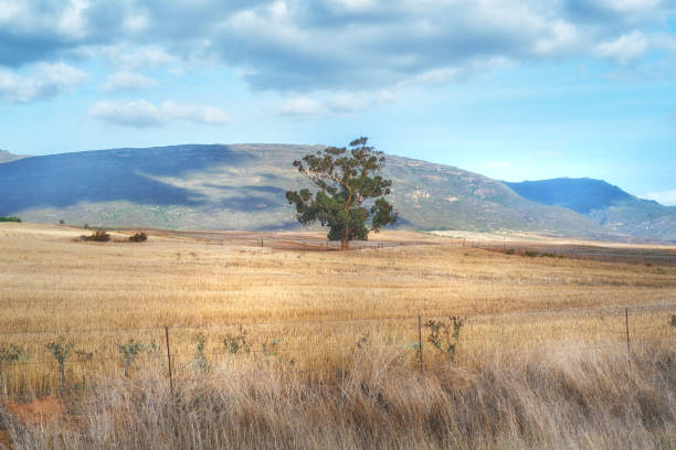 istock Dry farmland in Western Cape 1455367228