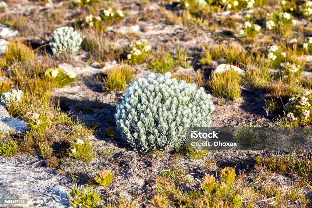 Cape Snow - Everlasting Everlastings (Syncarpha vestita). Also called by the following name: Cape snow.  Desert flower in South Africa. Animals In The Wild Stock Photo