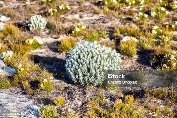 Cape Snow Everlasting Stock Photo - Download Image Now - Animals In The Wild, Botany, Cereal Plant