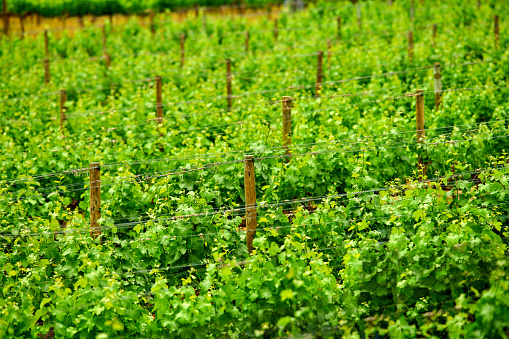Red wine grapes at a vineyard near a winery before harvest, Wine production in the tuscany area, Italy Europe