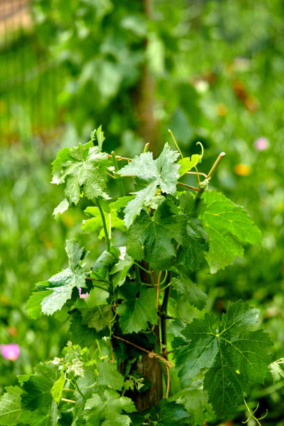 istock Home of South African wine 1455367526