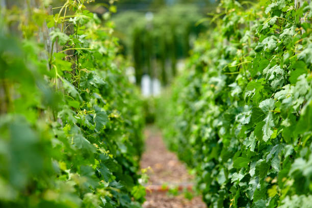 Vineyards pattern