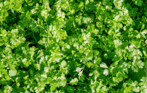 istock coriander organic vegetable gardening with green coriander leaf fresh vegetable, vegetable garden in the backyard garden home gardening nature vegetable - top view 1455368917