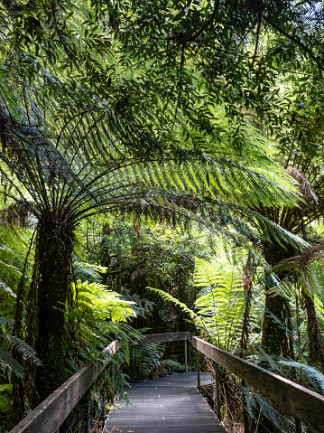 Board walk through lush rainforest in the Warburton Ranges