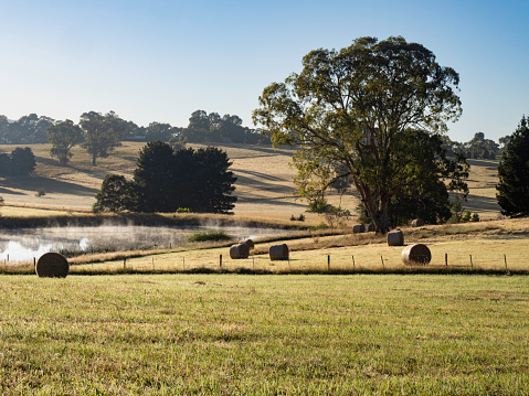 Early morning light on a paddock with rolled hay bales in the Yarra Valley