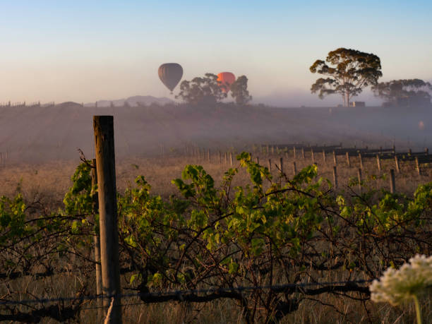 istock Hot air balloons over vineyards at sunrise 1455370041