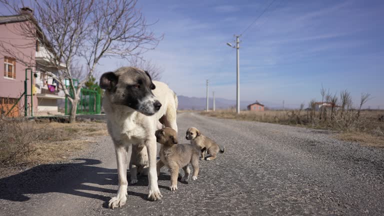 Stray mother dog feeding her cute little puppies which are sucking the milk.