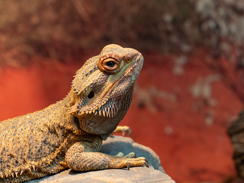 Portrait of a green gecko. Animal in close-up.