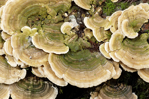 Trametes betulina mushroom cluster growing on dead conifer stump. El Corte de Madera Creek Preserve, California