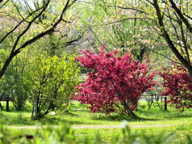 istock Japan. Colors of April. 1455371909