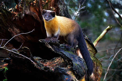 The cute yellow-throated marten (Martes flavigula) on the tree