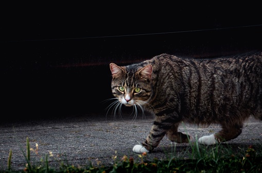 An adorable European shorthair cat walking along a path and looking at the camera