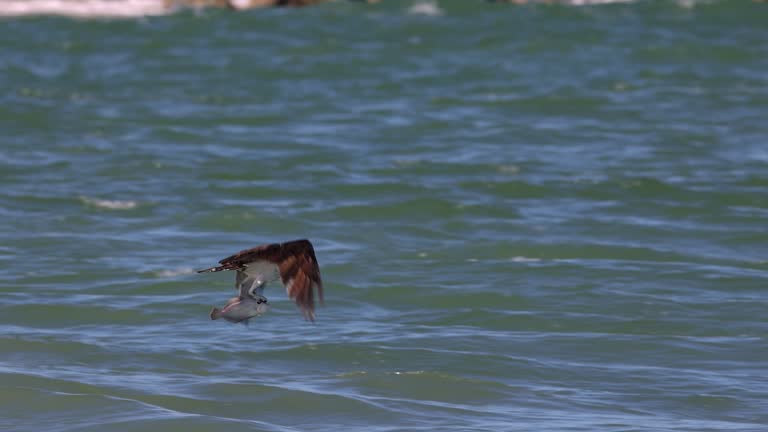 Osprey Fishing in the Ocean Video Clip