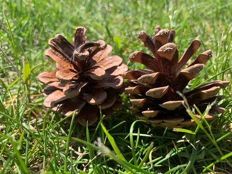 A close-up of two pine cones on a bed of grass.