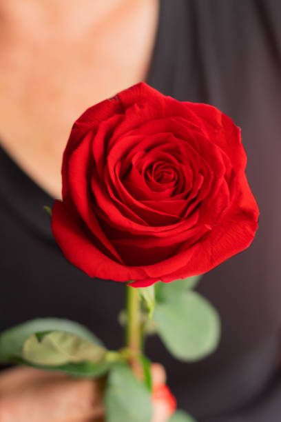 istock Close up on a beautiful fresh red rose held by a woman. Blurred background. 1455376106