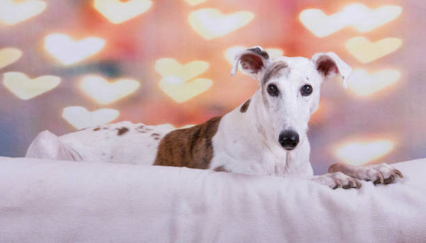 a beautiful galgo is lying in the bed with a beautiful background with shiny hearts - sight hound imagens e fotografias de stock