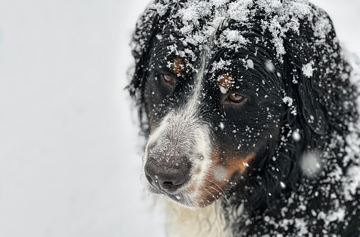Bernese Mountain Dog in snow.