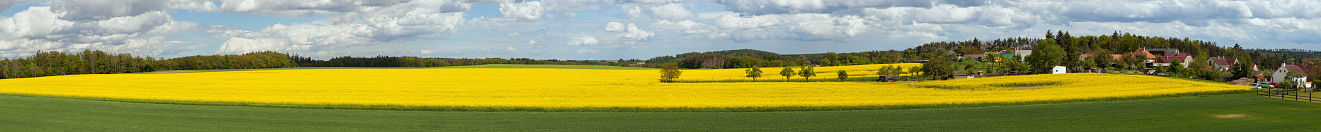 Rapeseed, canola or colza field in Latin Brassica Napus with beautiful clouds on sky, rapeseed is plant for green energy and oil industry, springtime golden flowering field