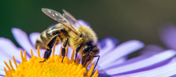 istock bee honeybee Apis Mellifera honey insect flower 1455380103