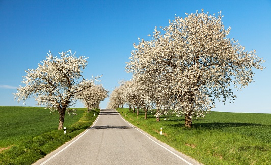 road and alley of flowering cherry trees in latin Prunus cerasus with beautiful sky. White colored flowering cherrytree