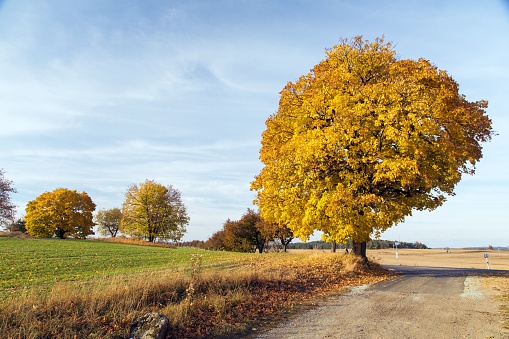 autumn colored deciduous trees, maple trees with rural road, autumnal landscape view