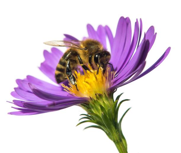 istock bee honeybee honey Apis Mellifera flower isolated 1455380417