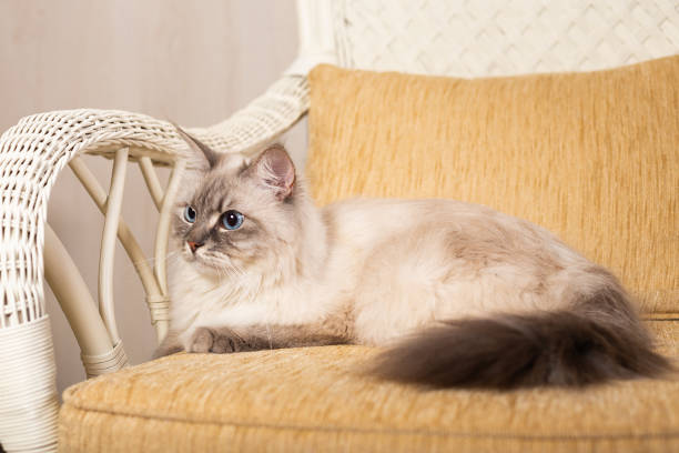 Cute Angry Cat Portrait - Himalayan white cute looking at camera.