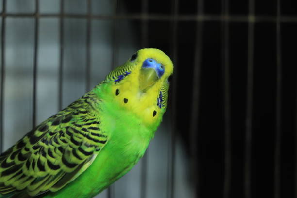 istock The budgerigar (Melopsittacus undulatus) is a small, long-tailed, seed-eating parrot usually nicknamed the budgie 1455381215