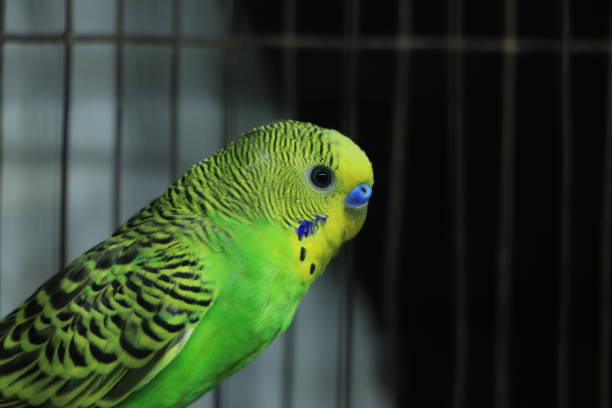 istock A closeup shot of a cute budgerigar parrot 1455381261