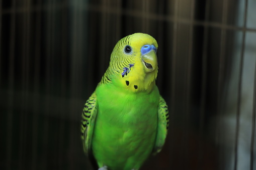 Green and Yellow Parakeet - Close up photograph of a standard green parakeet. Selective focus on the parakeet's head.