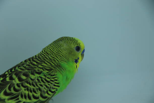 Parrots in the zoo
