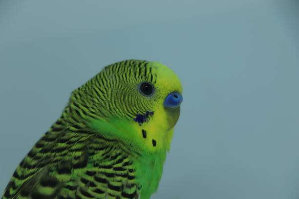 istock Green and yellow parakeet isolated on white background 1455381364