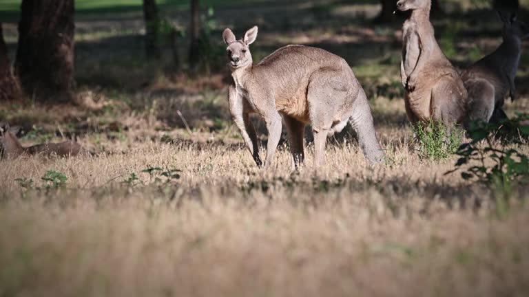 Eastern Grey Kangaroo's