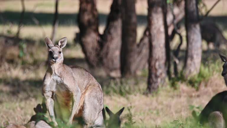 Eastern Grey Kangaroo's