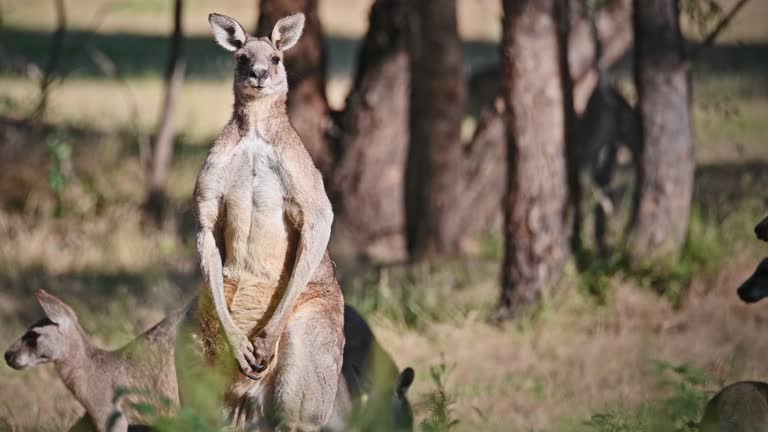 Eastern Grey Kangaroo's