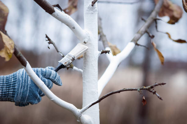 whitewashing de árvores frutíferas no jardim de outono, mão do jardineiro com pincel pintando macieira com cal - holding art orchard beauty - fotografias e filmes do acervo