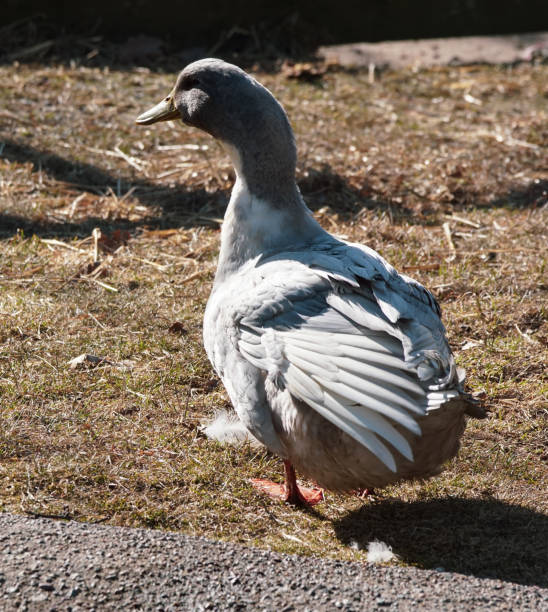 istock Close up of bird perching on field 1455384074