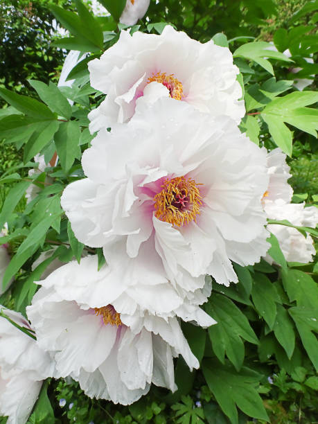 istock white bush chinese peonies in spring garden 1455385638