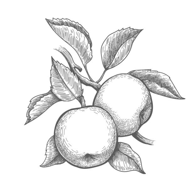 äpfel zweiggravur - apfelbaum stock-grafiken, -clipart, -cartoons und -symbole